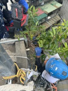 牆壁長樹怎麼辦？桃園外牆除樹工程全攻略｜瀛升外牆工程