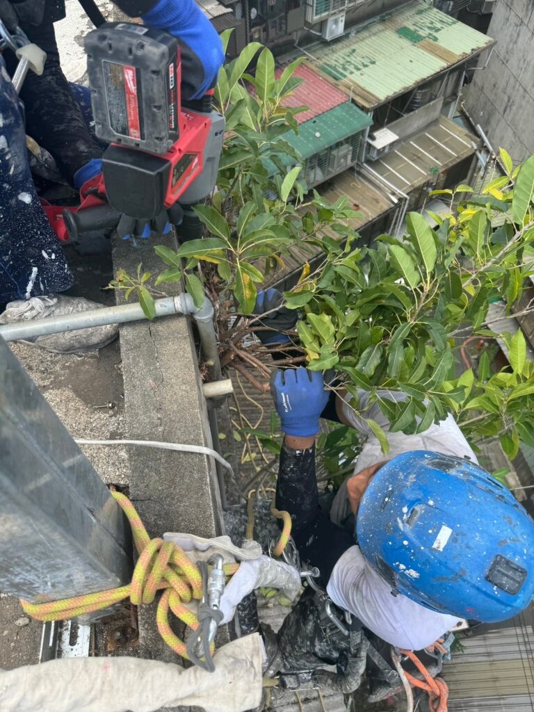 牆壁長樹怎麼辦？桃園外牆除樹工程全攻略｜瀛升外牆工程