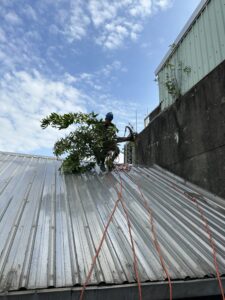 為什麼牆壁長樹會造成外牆漏水？3個關鍵原因解析｜瀛升外牆工程
