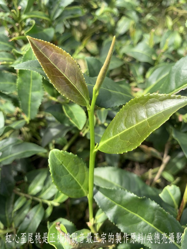 木柵正欉鐵觀音春茶 千呼萬喚始出來 | 索引新聞 INDEX News