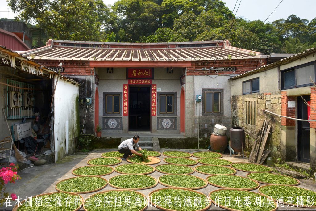 木柵正欉鐵觀音春茶 千呼萬喚始出來 | 索引新聞 INDEX News