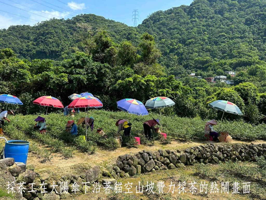 木柵正欉鐵觀音春茶 千呼萬喚始出來 | 索引新聞 INDEX News