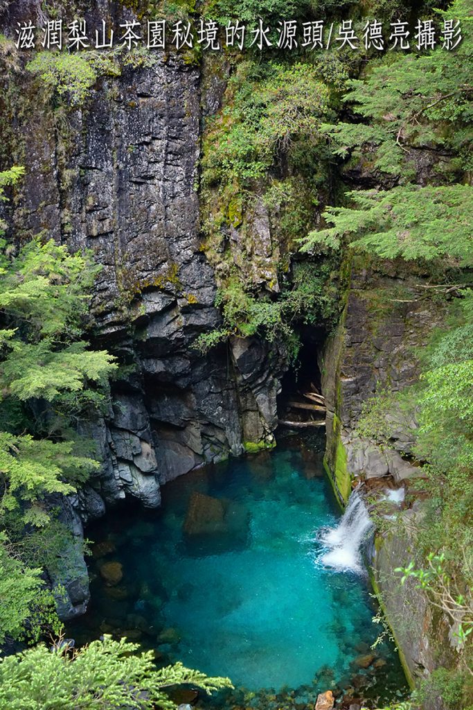 炎炎夏日品賞剛收到的今年梨山秘境高山春茶 2