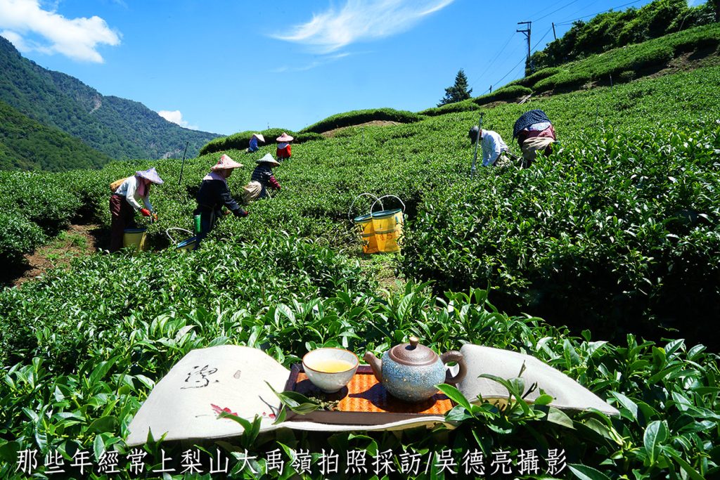 炎炎夏日品賞剛收到的今年梨山秘境高山春茶