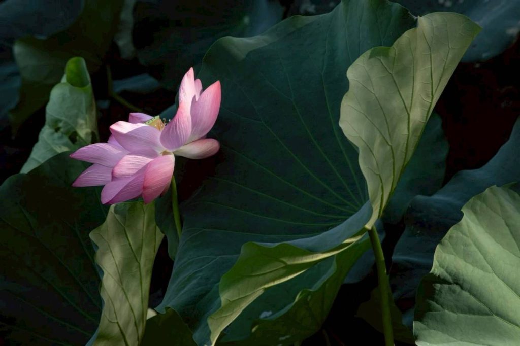 【郎亞玲有情癡】夏戀