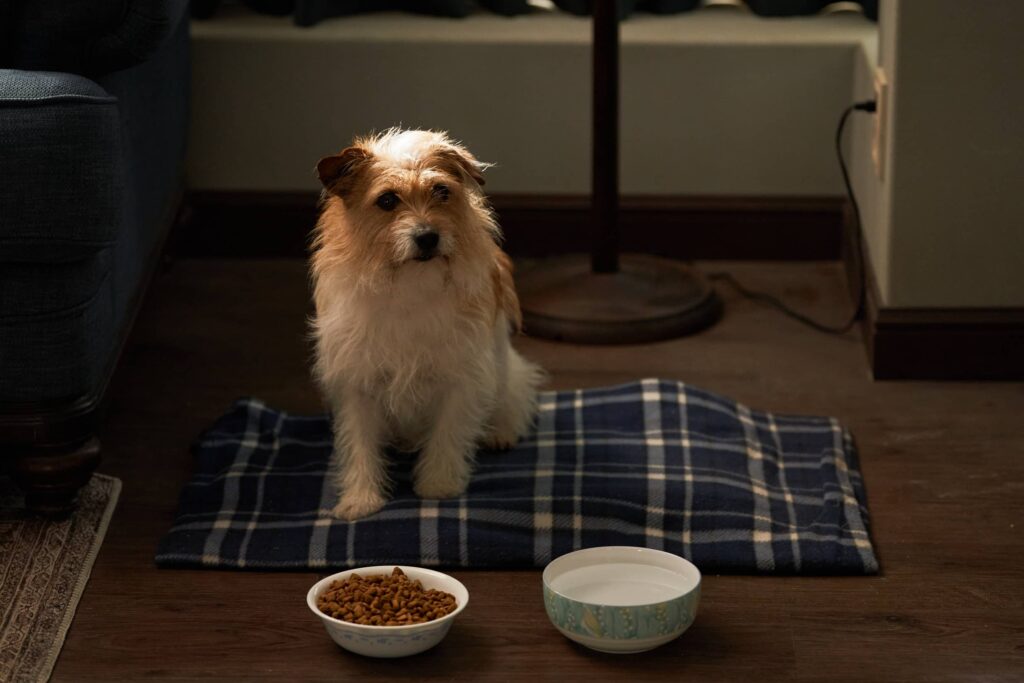 《聖母殺手》中的動物演員帶出女主角「爪角」的多層次面向 1