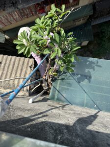 什麼原因導致牆壁長樹？建築結構的3大風險因素解析