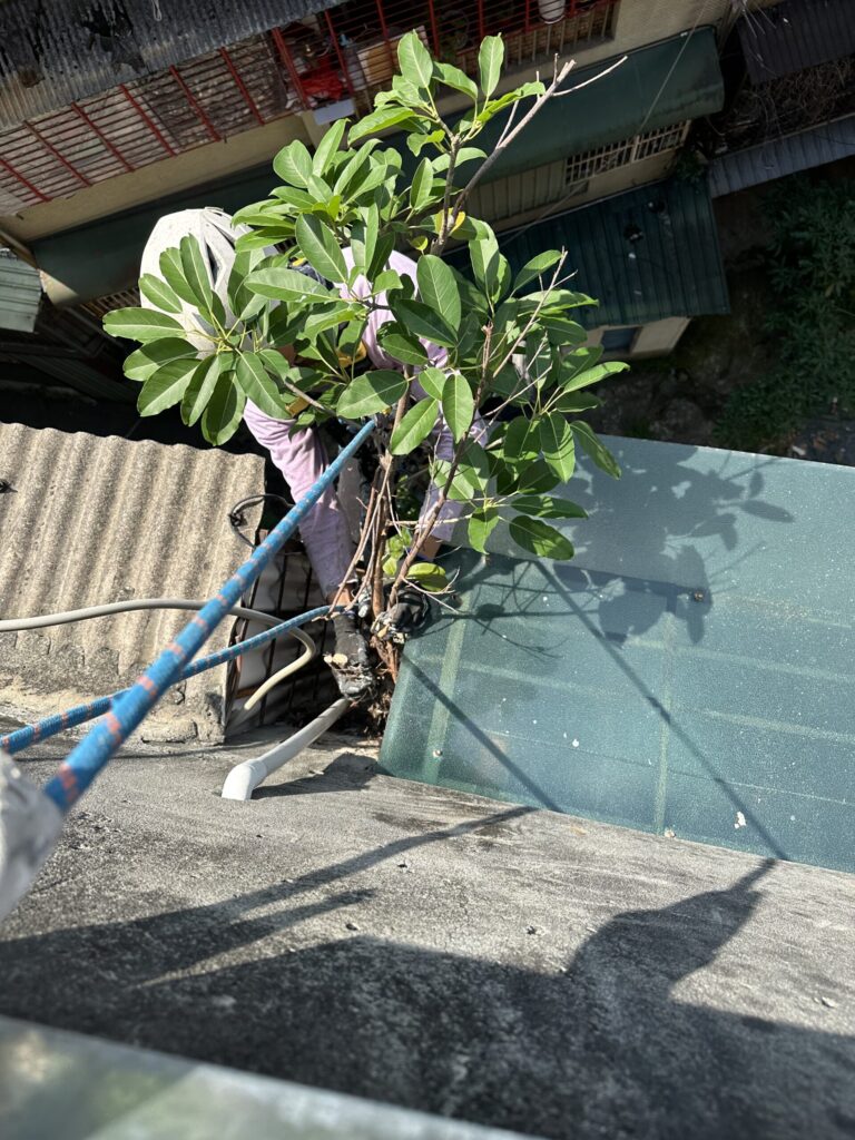 什麼原因導致牆壁長樹？建築結構的3大風險因素解析