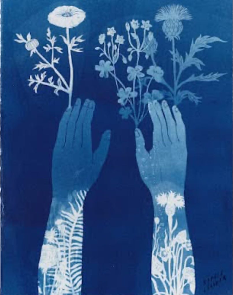 藍曬法(cyanotype) 布滿感光的紙面， 看到似真又浮的回憶。 | 索引新聞 INDEX News