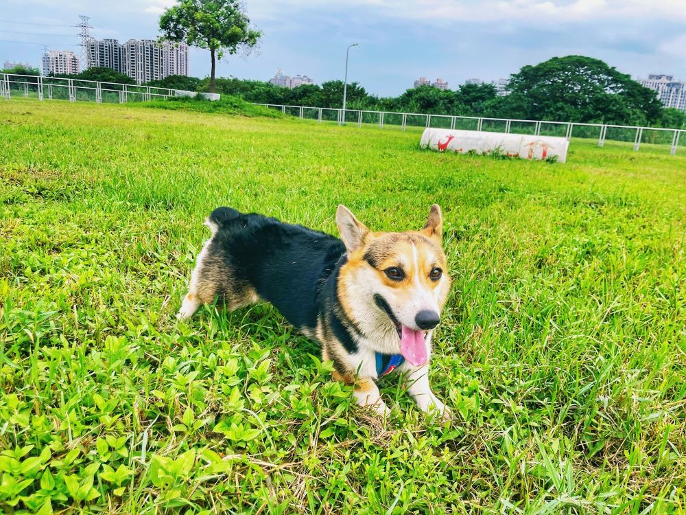 《圖說》新北河濱寵物公園內設有簡易訓練設施，可讓毛孩鍛鍊體能。〈高灘處提供〉