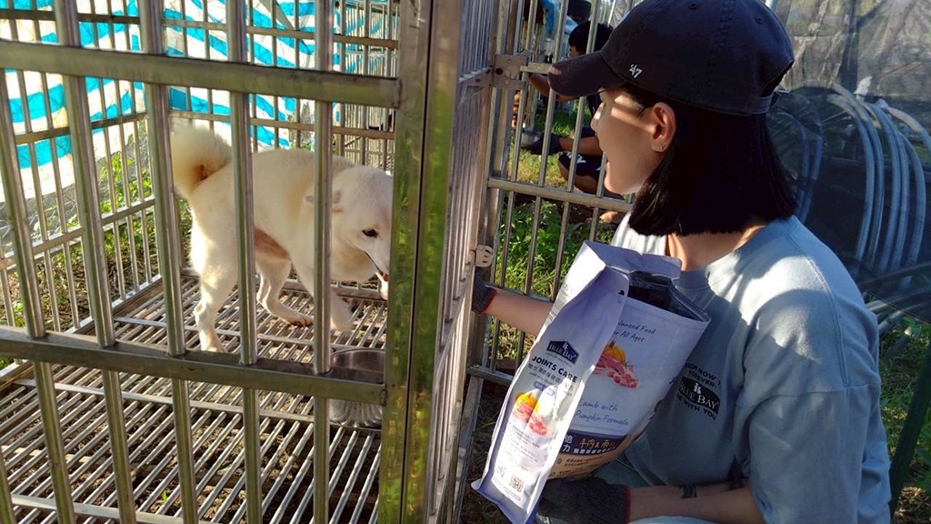 柴犬聯盟送暖 倍力響應捐糧助淹水狗園 | 索引新聞 INDEX News