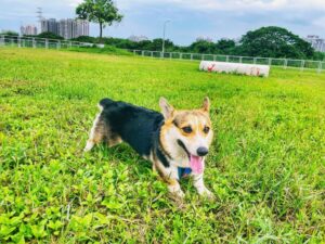 陪毛孩歡度「國際狗狗日」 新北河濱 7座寵物公園首選