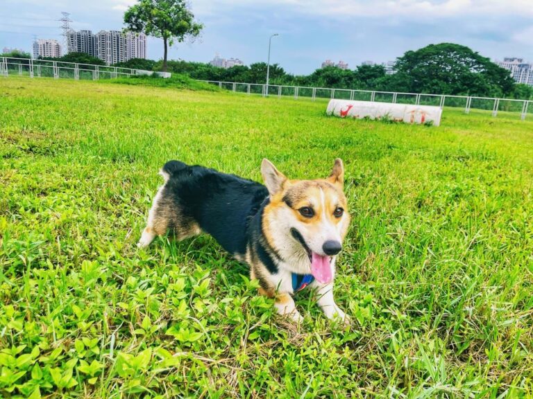 陪毛孩歡度「國際狗狗日」 新北河濱 7座寵物公園首選