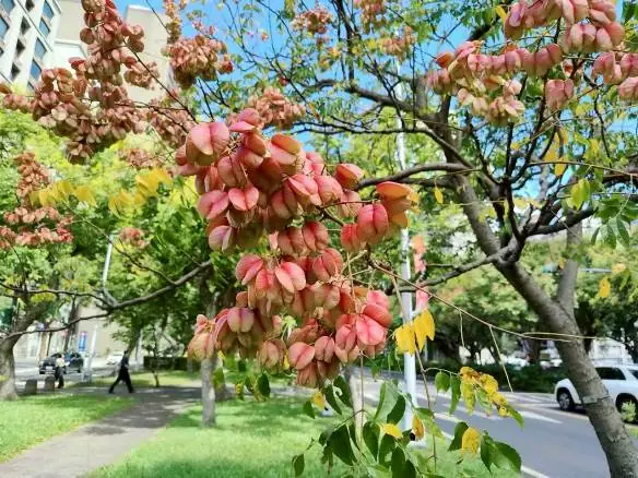 駛入金色時光隧道！敦化南路欒樹盛開　為秋日台北披上黃金甲