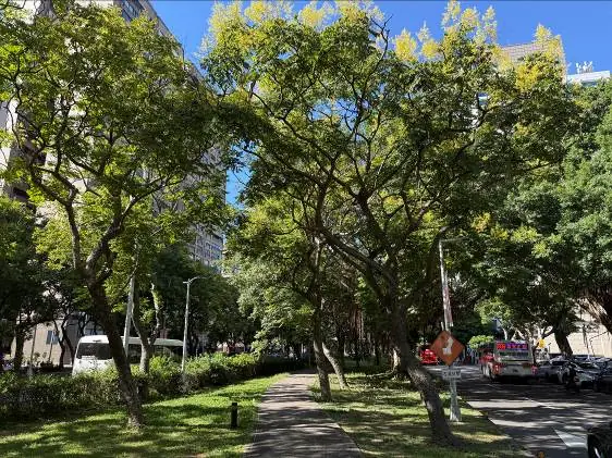 駛入金色時光隧道！敦化南路欒樹盛開　為秋日台北披上黃金甲