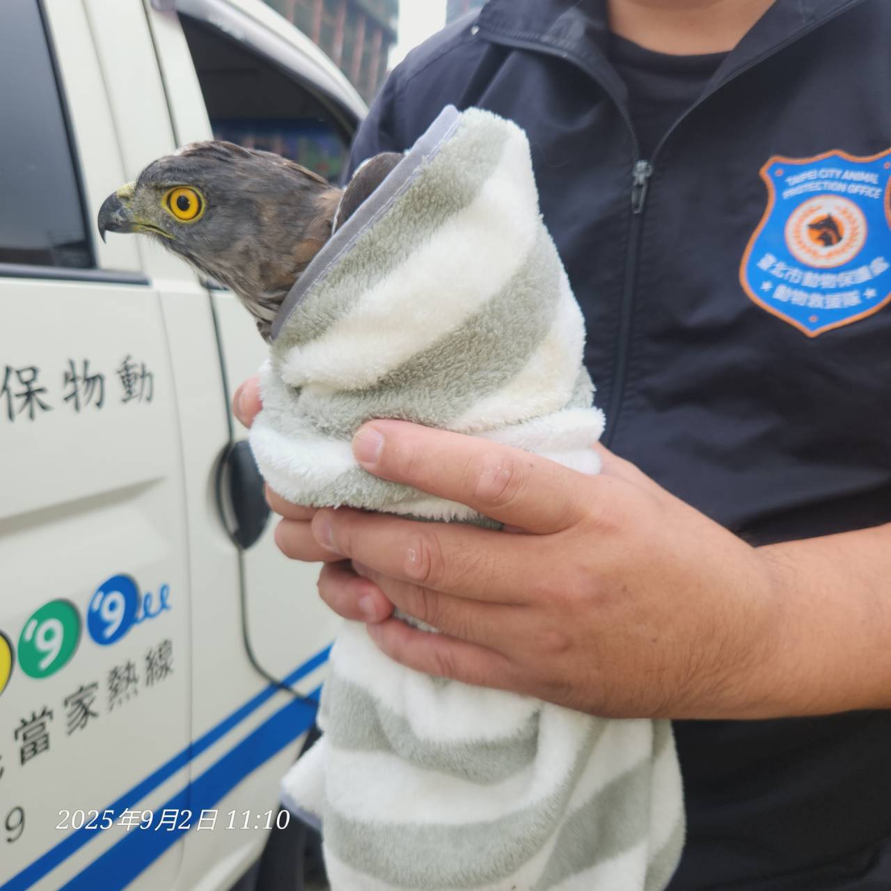 保育猛禽鳳頭蒼鷹誤闖北市議會　動保處即刻救援後將野放 | 索引新聞 INDEX News