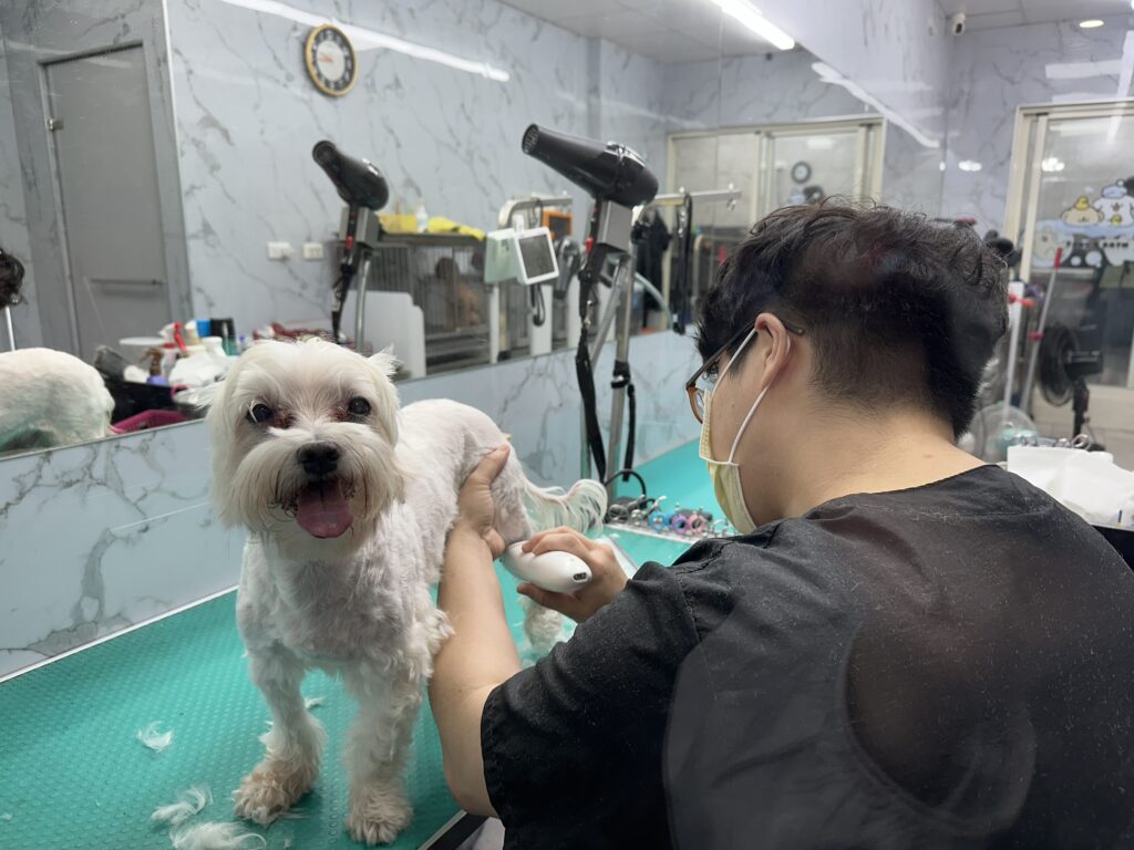 花蓮購物節「寵物友善週」登場　毛孩陪逛萌翻全場