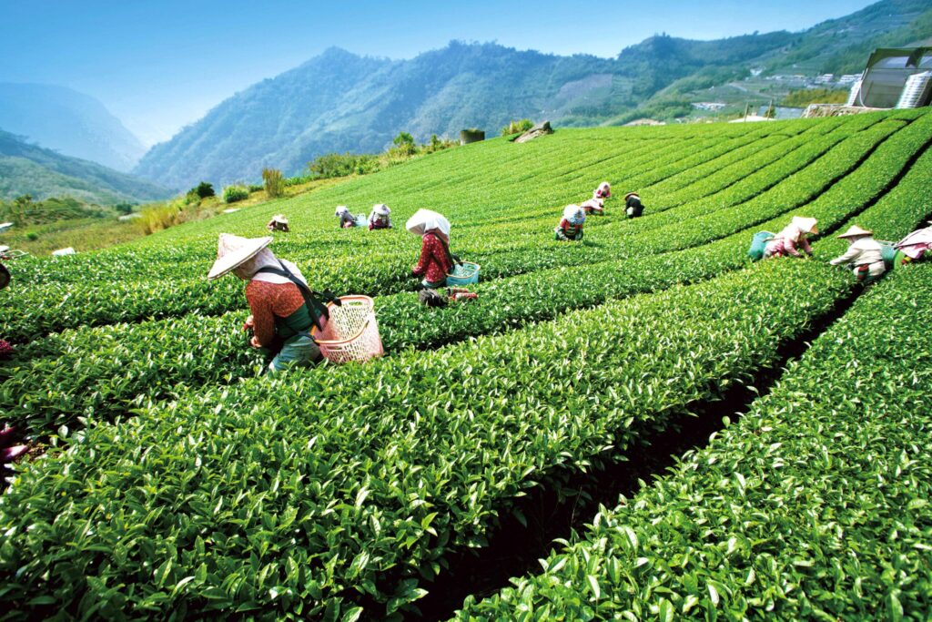 秋遊嘉義絕景!隙頂雲海步道、茶香公路漫旅 秋遊嘉義絕景!隙頂雲海步道、茶香公路漫旅