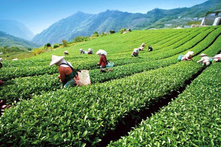 秋遊嘉義絕景！隙頂雲海步道、茶香公路漫旅