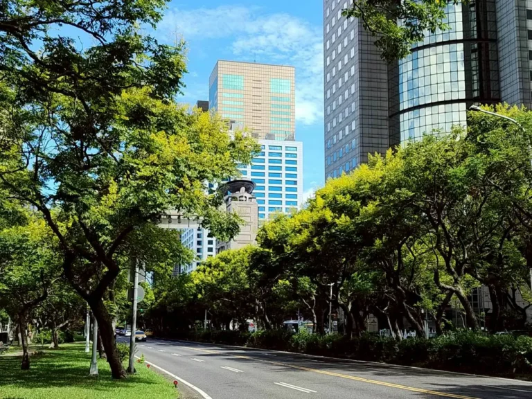 駛入金色時光隧道！敦化南路欒樹盛開　為秋日台北披上黃金甲