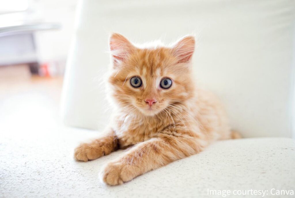 貓咪營養補充品牌怎麼選?一包搞定免疫、腸胃與毛髮保健! 貓咪營養補充品牌怎麼選?一包搞定免疫、腸胃與毛髮保健!