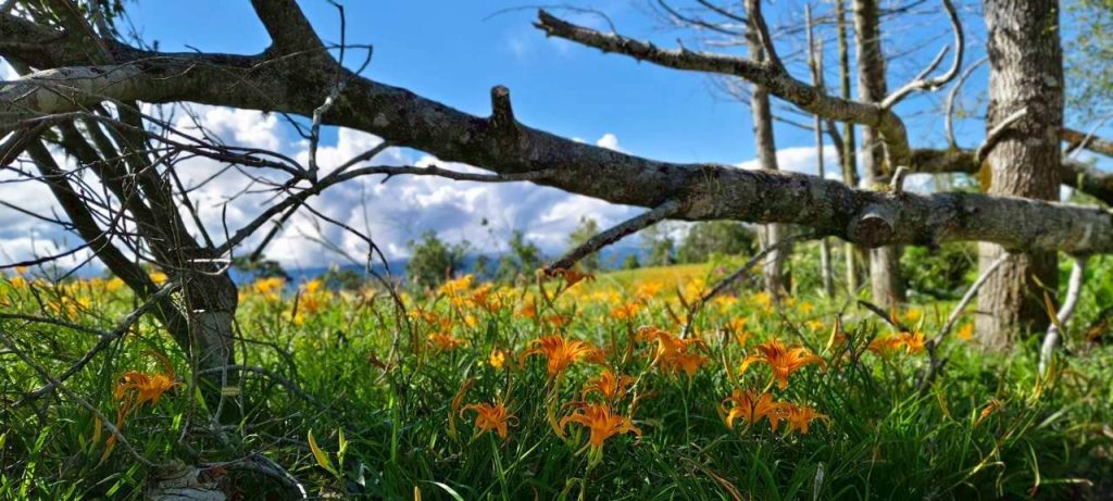 【郎亞玲有情癡】不知道 別的情人如何戀愛? 【郎亞玲有情癡】不知道 別的情人如何戀愛?