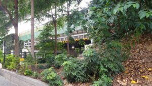 幸福在新北    綠家園專案成果綠蔭伴書聲
