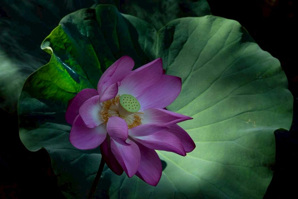 【郎亞玲有情癡】愛情失眠