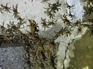 令人振奮生態喜訊！    毛蟹大軍一年三訪新店溪