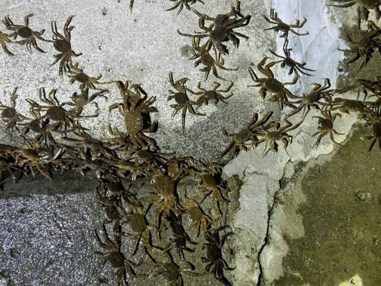 令人振奮生態喜訊！    毛蟹大軍一年三訪新店溪