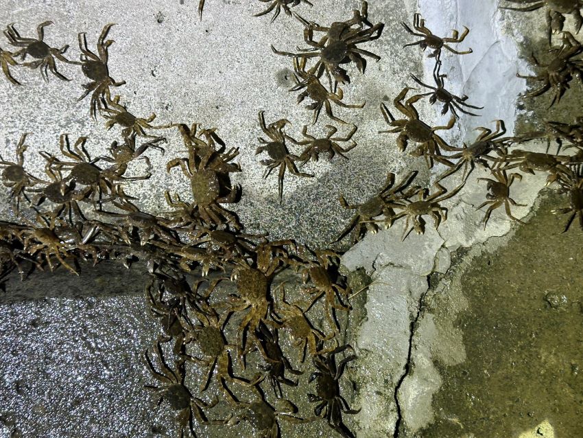 令人振奮生態喜訊! 毛蟹大軍一年三訪新店溪 令人振奮生態喜訊! 毛蟹大軍一年三訪新店溪