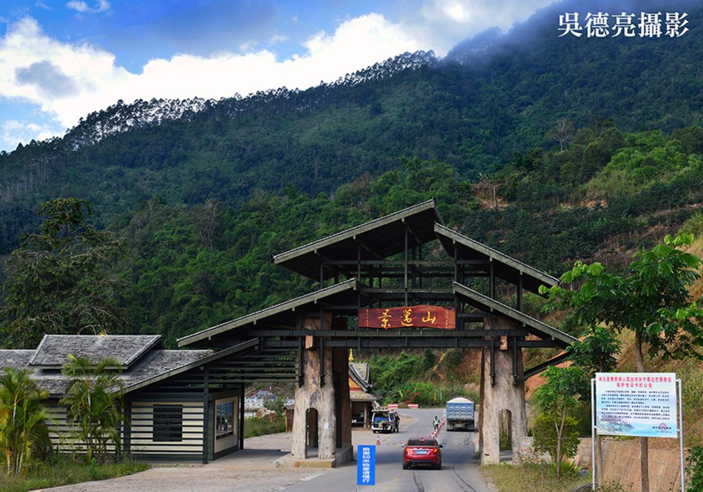 全球首度以「茶」為主題的世界文化遺產 景邁千年古茶園 全球首度以「茶」為主題的世界文化遺產 景邁千年古茶園