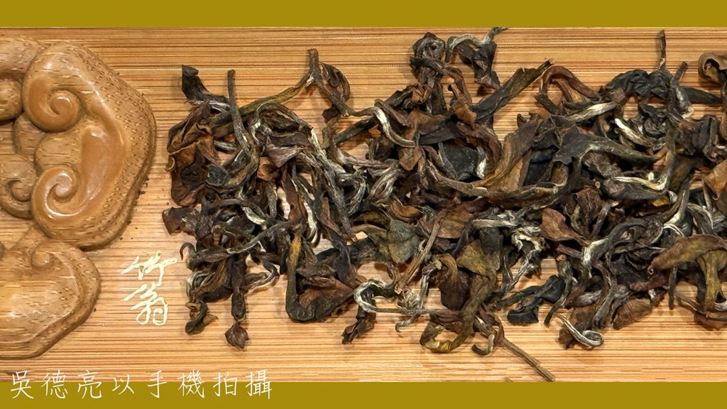 台灣光復節品賞台灣最高海拔的野放東方美人茶