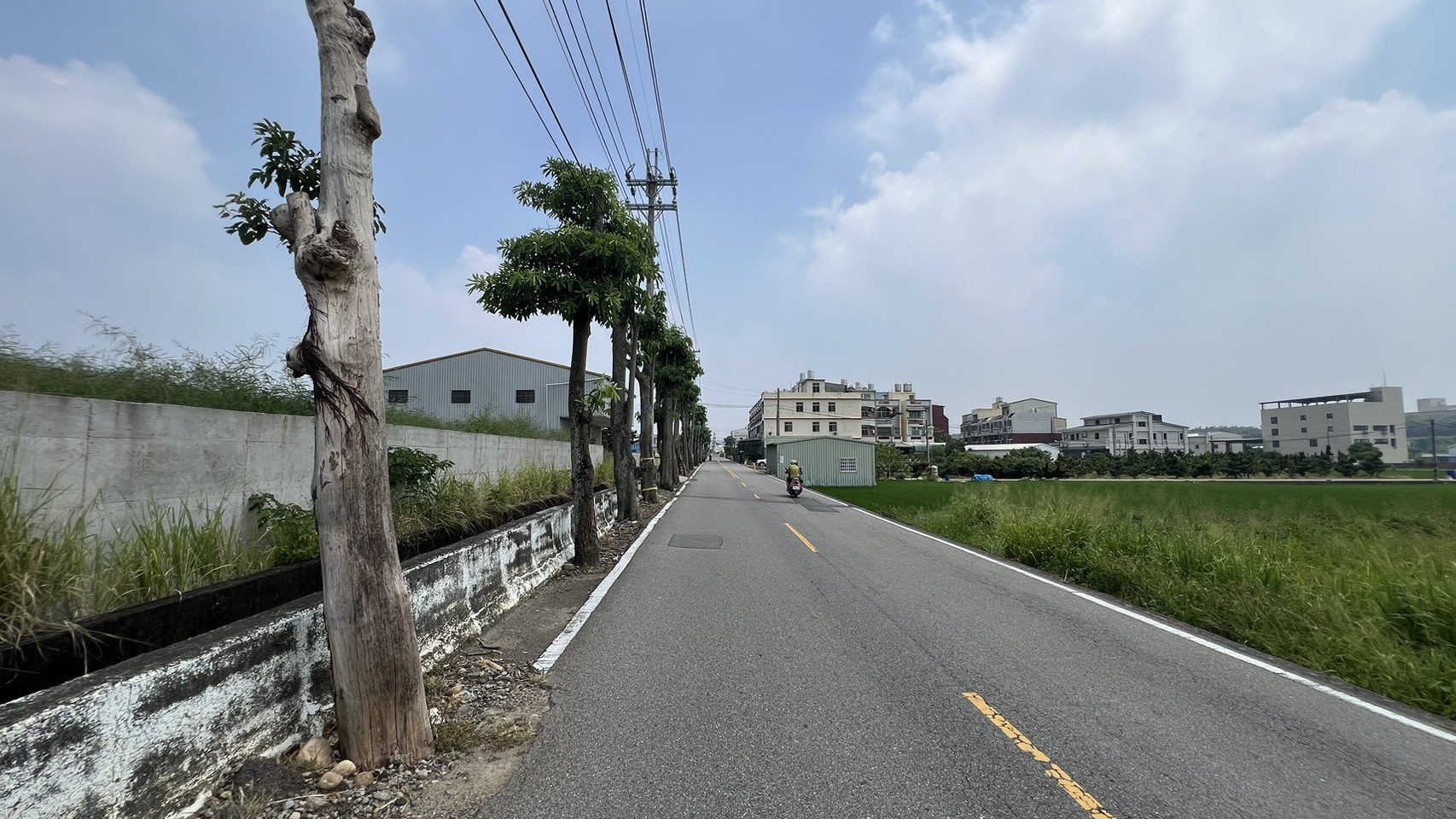 多年地方困擾終解決! 外埔區二崁路黑板樹移植完成 通行安全升級 多年地方困擾終解決! 外埔區二崁路黑板樹移植完成 通行安全升級