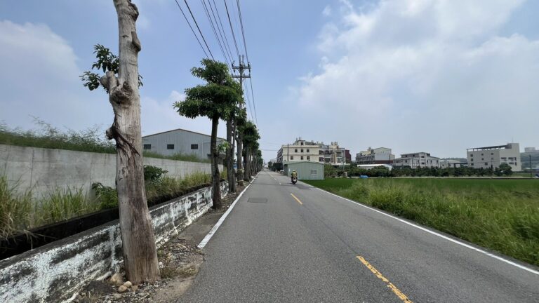 多年地方困擾終解決！　外埔區二崁路黑板樹移植完成 通行安全升級