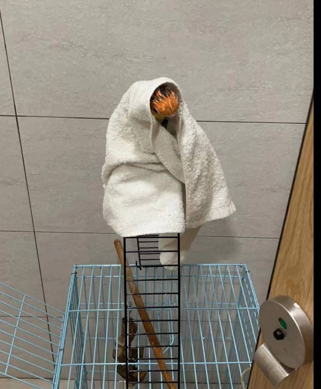 姜又瑜無視證物可能受損的風險，豢養「女友們」的寵物於局內的備勤室與鑑識室。(圖／民眾提供)