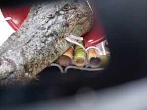 史上最狂抗議！飼主不滿斷生計　載3米巨鱷直衝立院