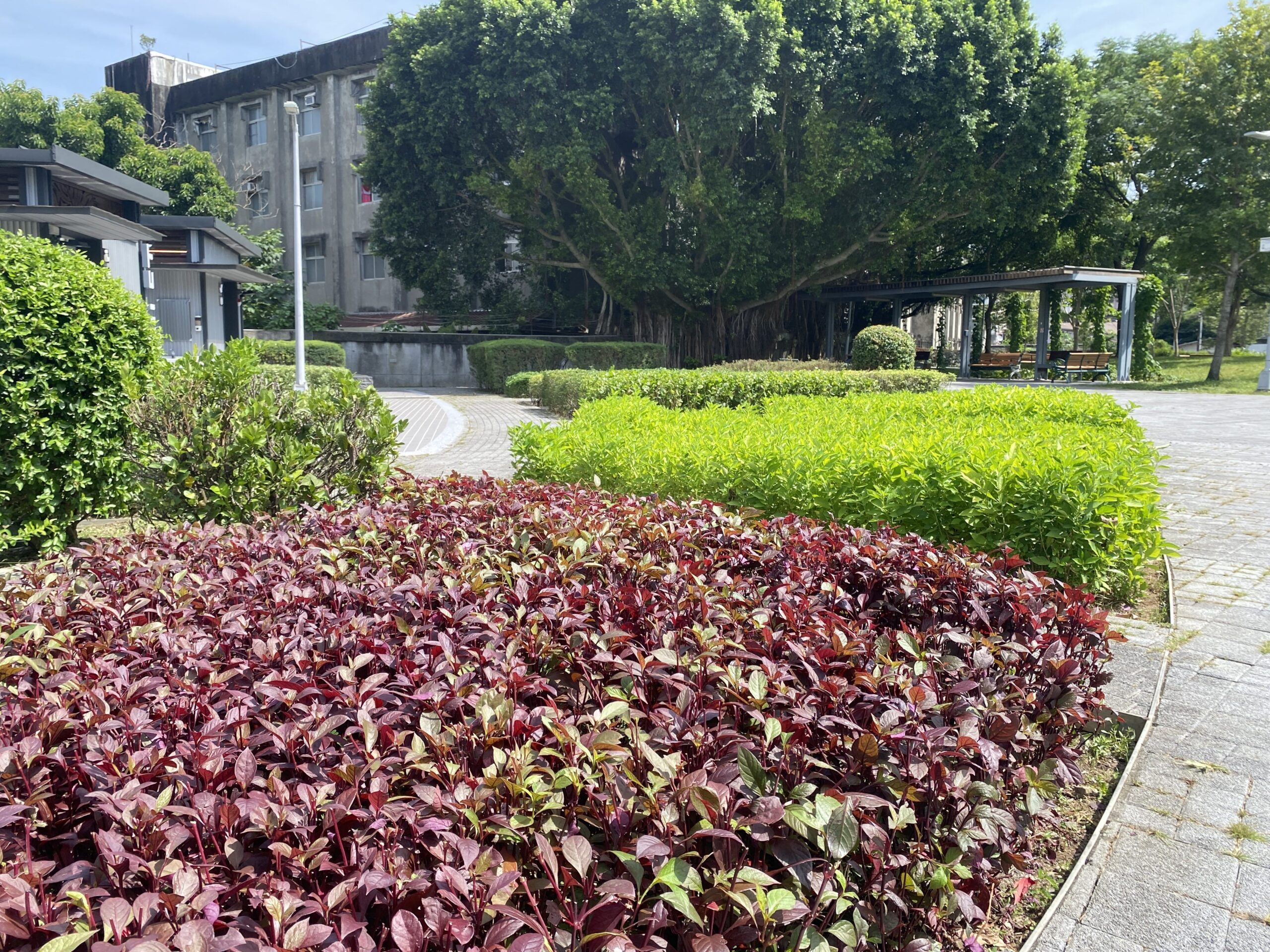 暗香湧動！北市景勤一號公園香草園　打造都市中的療癒綠洲 | 索引新聞 INDEX News