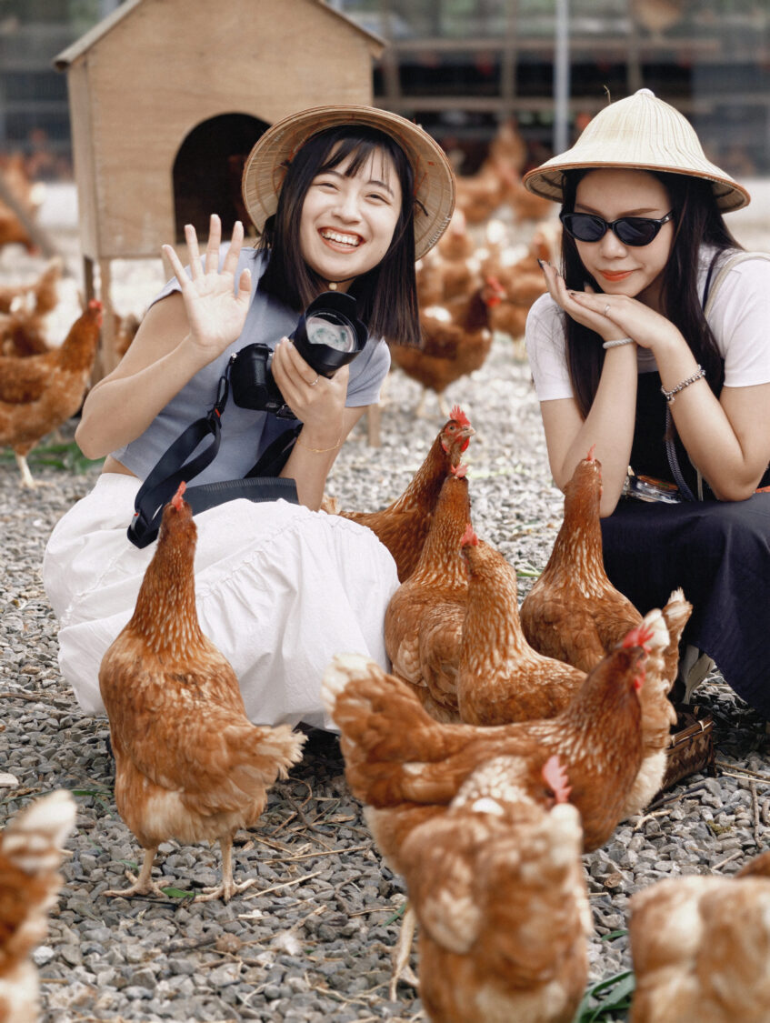 臺南後壁頂長社區的「長短樹放牧蛋」，是臺灣最友善母雞的養雞場之一。(圖/臺南市政府農業局  提供)