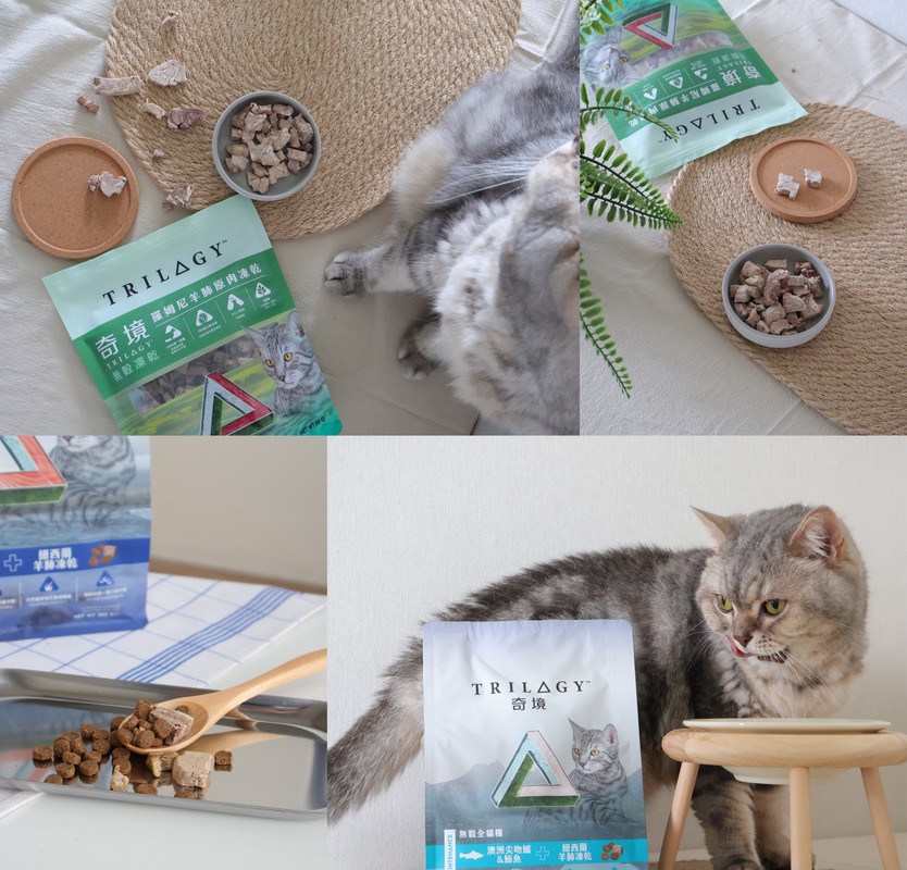 首創毛孩最強慶典！10/31-11/3台北世貿萌寵物展超越雙11囤貨節