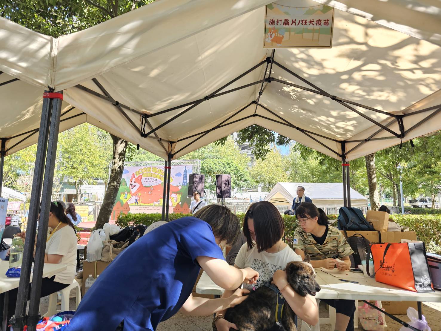 柯基萌犬信義廣場PK　台北狗狗嘉年華免費疫苗開打 | 索引新聞 INDEX News