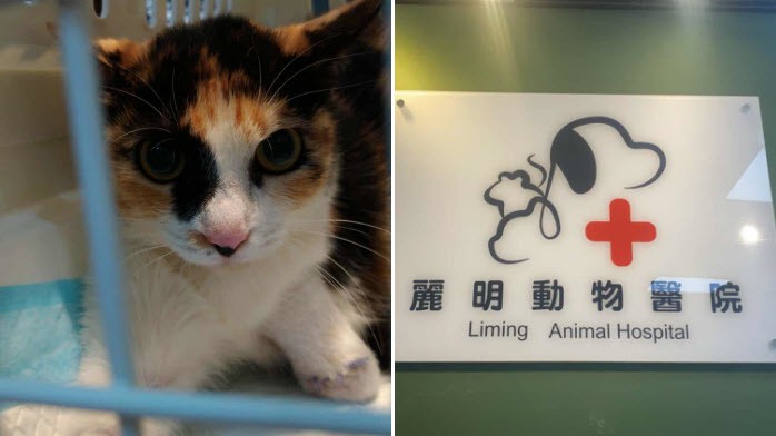 浪貓豆花受困捕獸夾,麗明動物醫院出手相救並籲正視陷阱危害 浪貓豆花受困捕獸夾,麗明動物醫院出手相救並籲正視陷阱危害