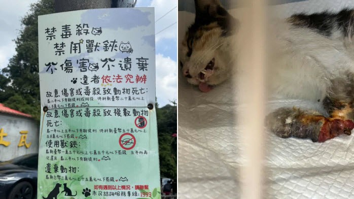 浪貓豆花受困捕獸夾,麗明動物醫院出手相救並籲正視陷阱危害 浪貓豆花受困捕獸夾,麗明動物醫院出手相救並籲正視陷阱危害