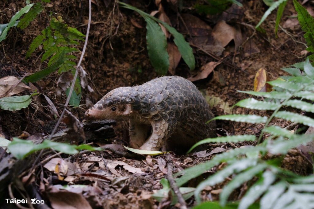 北市動物園111周年慶　邀您一起參與「野性再現」行動