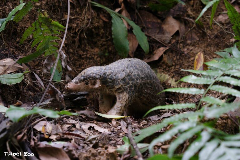 北市動物園111周年慶　邀您一起參與「野性再現」行動