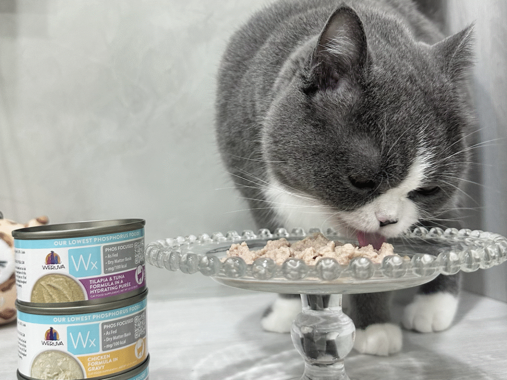 貓咪健康飲食新趨勢　唯美味Wx於世界貓咪博覽會揭示