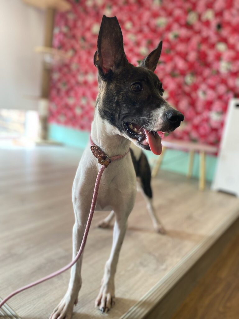 愛不止步！嘉義市攜手米克斯寵物友善餐廳打造幸福認養新據點