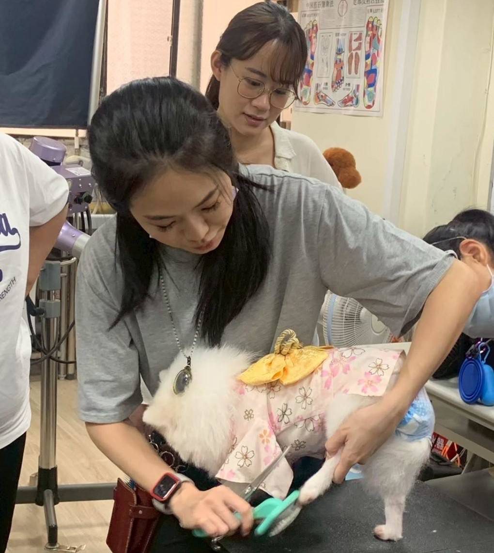 搶攻寵物產業商機！基隆推寵物美容職能養成班　助失業及弱勢培訓專業技能 | 索引新聞 INDEX News