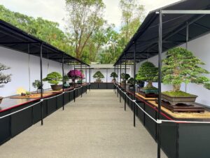限時4天！士林官邸「漢風盆景展」快閃　百年樹齡珍稀盆景一次看