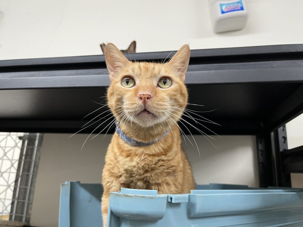 橘貓「芬達」因主人身故流落街頭 北市動保處助牠延續浪愛 橘貓「芬達」因主人身故流落街頭 北市動保處助牠延續浪愛